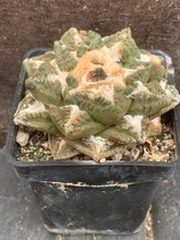 Load image into Gallery viewer, ARIOCARPU FISSURATUS LIVE PLANT #1233 For Sale