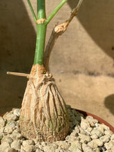 Load image into Gallery viewer, MATELEA CYCLOPHYLLA LIVE PLANT #1315 For Sale