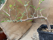 Load image into Gallery viewer, COMMIPHORA MONSTROSA LIVE PLANT #2115 For Sale