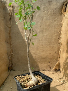 EUPHORBIA MISERA LIVE PLANT #0864 For Sale