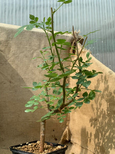 BURSERA GLABRIFOLIA LIVE PLANT #3975 For Sale