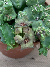Load image into Gallery viewer, CARALLUMA HEXAGON LIVE PLANT #7995 For Sale