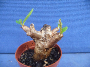Euphorbia itremensis LIVE PLANT #076 For Sale