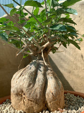 Load image into Gallery viewer, MOMORDICA ROSTRATA LIVE PLANT #0125 For Sale