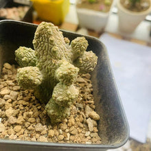 Load image into Gallery viewer, Pseudolithos dodsonianus LIVE PLANT #085 For Sale