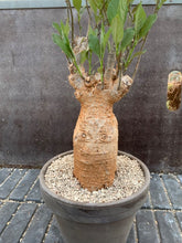 Load image into Gallery viewer, ADANSONIA DIGITATA LIVE PLANT #0183 For Sale