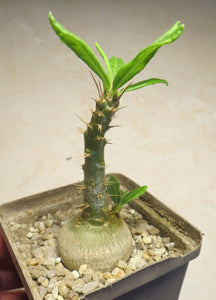 Pachypodium succulentum (5 Seeds) Caudex South Africa
