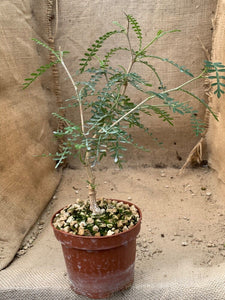 OPERCULYCARIA HYPPHAENOIDES LIVE PLANT #0565 For Sale