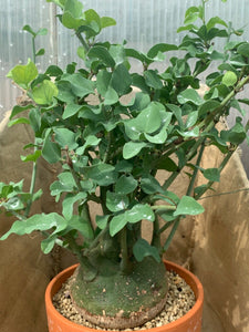 ADENIA SPINOSA LIVE PLANT #2515 For Sale