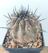 Load image into Gallery viewer, Copiapoa cupreata LIVE PLANT #04453 For Sale