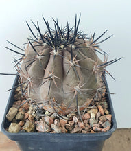 Load image into Gallery viewer, Copiapoa cupreata LIVE PLANT #04453 For Sale