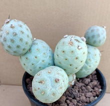 Load image into Gallery viewer, TEPHROCACTUS GEOMETRICUS LIVE PLANT #33 For Sale