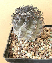 Load image into Gallery viewer, Copiapoa Grafted Purple Grey LIVE PLANT #0233 For Sale