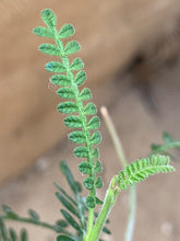 Load image into Gallery viewer, CYPHOSTEMMA BETIFORME LIVE PLANT #28065 For Sale