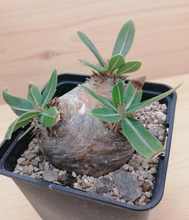 Load image into Gallery viewer, Pachypodium eburneum LIVE PLANT #7853 For Sale