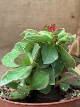 Load image into Gallery viewer, MONADENIUM MAFINGENSIS LIVE PLANT #0896 For Sale