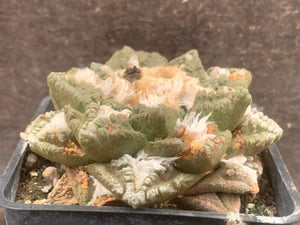 ARIOCARPU FISSURATUS LIVE PLANT #1233 For Sale