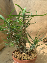 Load image into Gallery viewer, EUPHORBIA ROSSI LIVE PLANT #0305 For Sale