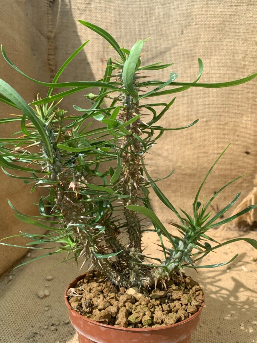EUPHORBIA ROSSI LIVE PLANT #0305 For Sale