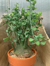 Load image into Gallery viewer, ADENIA SPINOSA LIVE PLANT #2515 For Sale
