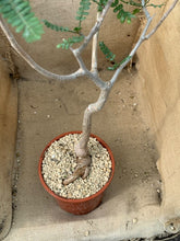 Load image into Gallery viewer, BURSERA MICROPHYLLA LIVE PLANT #4454 For Sale