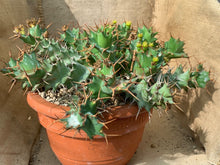 Load image into Gallery viewer, EUPHORBIA TORTIRAMA LIVE PLANT #485 For Sale