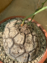 Load image into Gallery viewer, MEXICAN DIOSCOREA LIVE PLANT #165 For Sale