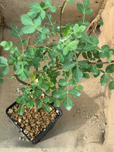 Load image into Gallery viewer, BURSERA GLABRIFOLIA LIVE PLANT #3975 For Sale
