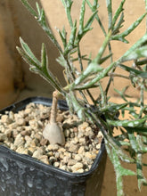 Load image into Gallery viewer, CYPHOSTEMMA MONTACII LIVE PLANT #0225 For Sale