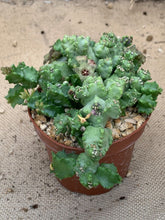 Load image into Gallery viewer, CARALLUMA HEXAGON LIVE PLANT #7995 For Sale