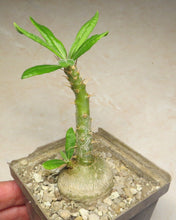 Načíst obrázek do prohlížeče Galerie, Pachypodium succulentum (5 Seeds) Caudex South Africa