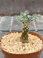Load image into Gallery viewer, DORSTENIA LAVRANII LIVE PLANT #043 For Sale