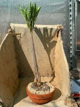 Load image into Gallery viewer, AMORPHOPHALLUS ASTEROSTIGMATUS LIVE PLANT #0235 For Sale