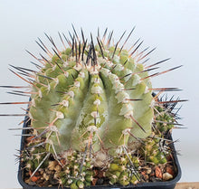 Load image into Gallery viewer, Copiapoa cinerea albispina LIVE PLANT #683 For Sale
