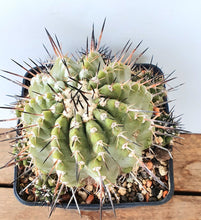 Load image into Gallery viewer, Copiapoa cinerea albispina LIVE PLANT #683 For Sale