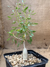 Load image into Gallery viewer, FOUQUIERIA COLUMNARIS LIVE PLANT #0701 For Sale