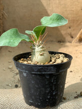 Load image into Gallery viewer, PACHYPODIUM NAMAQUANUM LIVE PLANT #07558