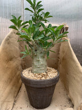 Load image into Gallery viewer, PACHYPODIUM SAUNDERSII LIVE PLANT #0723 For Sale