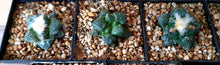 Load image into Gallery viewer, Ariocarpus Fissuratus 6-PACK LIVE PLANTS #07113 For Sale