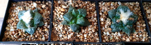 Ariocarpus Fissuratus 6-PACK LIVE PLANTS #07113 For Sale