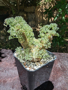 Sarcocaulon peniculinum LIVE PLANT #055 For Sale