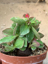 Load image into Gallery viewer, MONADENIUM MAFINGENSIS LIVE PLANT #0896 For Sale