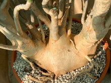Load image into Gallery viewer, ADENIUM OBESUM LIVE PLANT #0725 For Sale