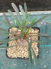 Load image into Gallery viewer, EUPHORBIA SILENIFOLIA LIVE PLANT #485 For Sale