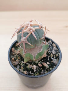 Echinocactus horizonthalonius LIVE PLANT #4483 For Sale