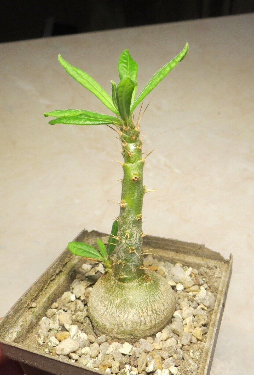 Pachypodium succulentum (5 Seeds) Caudex South Africa
