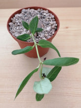 Load image into Gallery viewer, Brachystelma lancasteri LIVE PLANT #054 For Sale