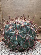 Load image into Gallery viewer, GLANDULICACTUS MATHSONII LIVE PLANT #045 For Sale
