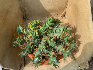 EUPHORBIA TORTIRAMA LIVE PLANT #485 For Sale