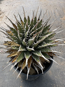 Agave Utahensis Eborispina LIVE PLANT #023 For Sale